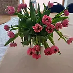 Apartmán Levilla *