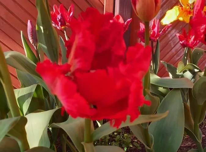 公寓 Levilla 雷瓦